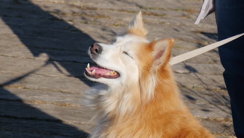 Retriever dog. Dog. Redhead. Collie. Obedient dog looks at the owner | Shutterstock HD Video #1108132769