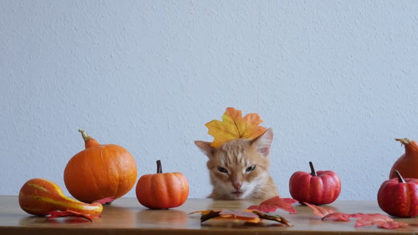 Thanksgiving Day. cat is sitting at the table. orange pumpkins, leaves. Autumn | Shutterstock HD Video #1108132773