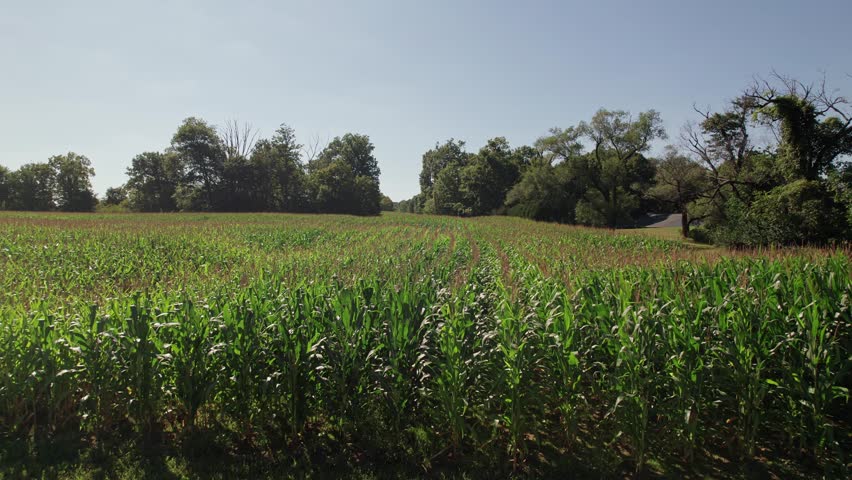 Cornfield with tall grass, corn, and trees in large farm field and agriculture land in Midwestern state of Ohio, United States from a drone aerial view of green lands