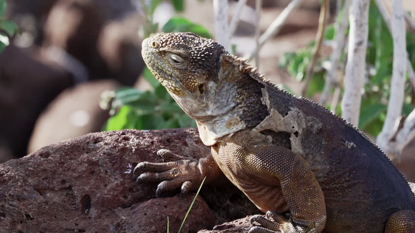 slow motion of a yellow galapagos land iguana, also know as Drusenkopf or Conolophus subcristatus is endemic to the Galapagos islands in Ecuador.