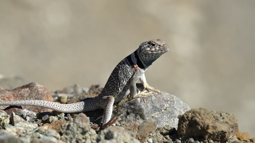 Great Basin Collared Lizard sitting on a rock then running away in the Utah desert.
