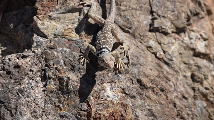 Great Basin Collared Lizard close up as it moves on a rock in the Utah desert.