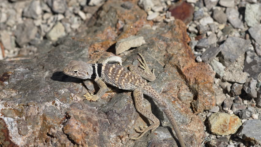 Great Basin Collared Lizard climbing on a rock to warm up from the sun in the Utah desert.