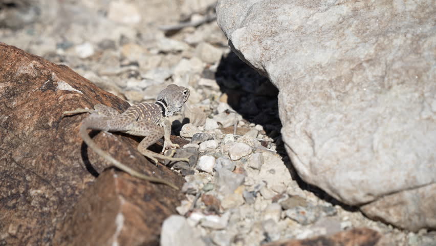 Great Basin Collared Lizard moving through the rocks in the desert searching for food.