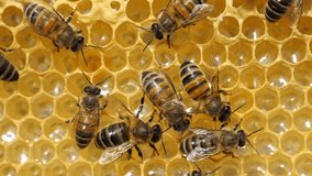 Active work of bees at the beginning of the honey collection. 
Bees build honeycombs and convert nectar in to honey.