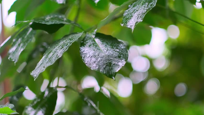 The leaves of trees in the rain in tropical forest during the rainy season. Jungle, Nature, Environment, Greenery, Wet, Moisture, Rainforest, Monsoon, Drops, Dripping, Humidity, Raindrops, Rainshower Royalty-Free Stock Footage #1108152347