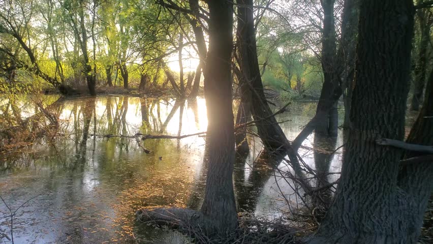 High water (spring flood) on the river and evening low sun with reflection. Don River in the middle reaches, oxbow depression, bayou lake, flood plain forest (white willow here). Russia