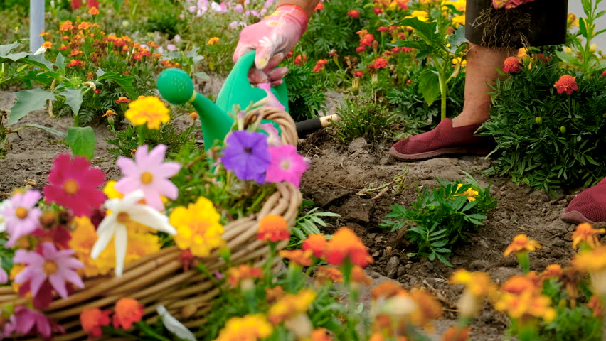 Grandmother is planting flowers in the garden. Selective focus.
