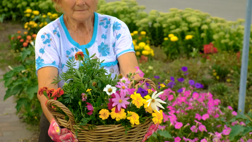 Grandmother is planting flowers in the garden. Selective focus.
