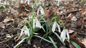 White snowdrop grow in the forest. For video presentation, advertising.	