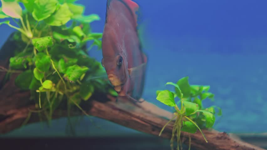 Beautiful view of Red Cover Discus fish swimming in aquarium.  | Shutterstock HD Video #1108158981