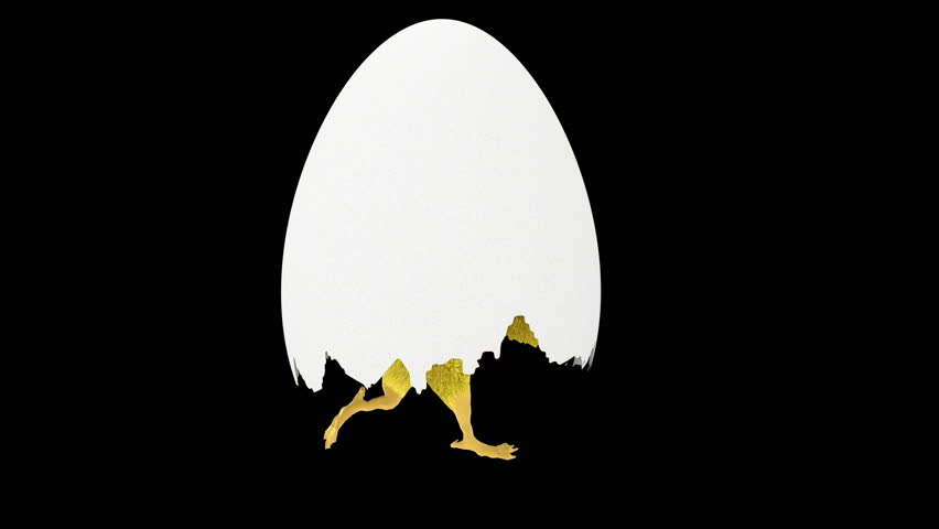 Newborn chick with egg shell covering head runs, loop, black background