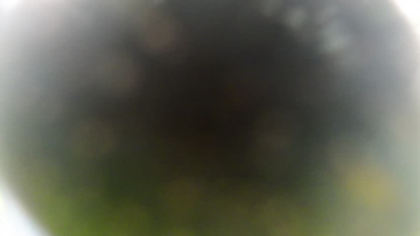 fresh plums on a tree