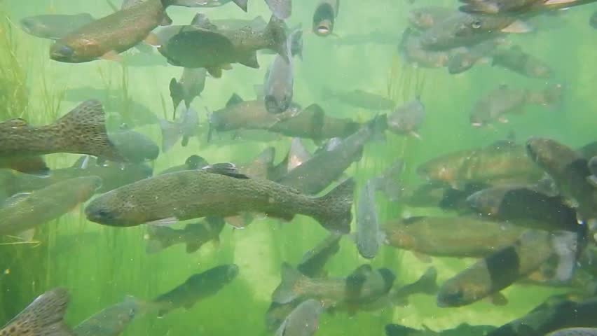 fish farming and feeding with rainbow trouts in fresh water Royalty-Free Stock Footage #1108166517