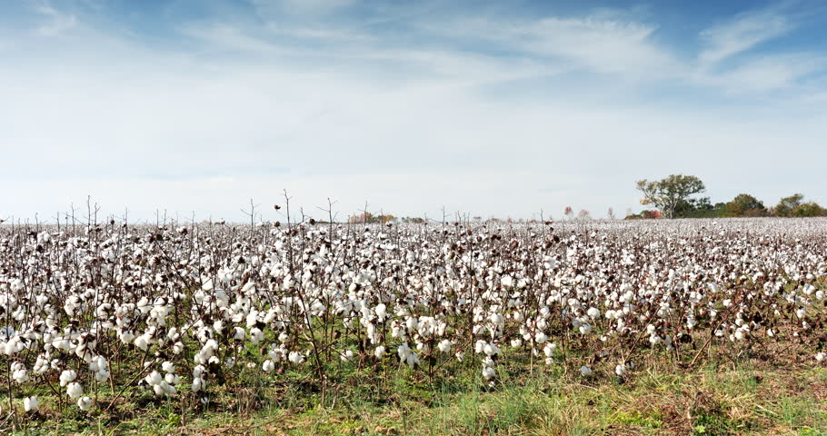 Farm field of white soft cotton crop plants ready for harvest