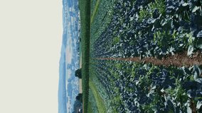 Close up of cabbage green leaves growing in rows at sunny day. Vertical video. Green agriculture field with green cabbage