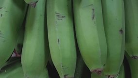 Video footage of green banana fruits