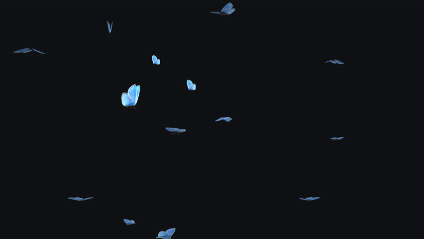 Butterfly Swarm - Blue Adonis - Flying Loop - CU - Realistic 3D animation effect with alpha channel on transparent background