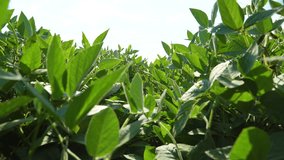 A large field of soybean plants. Green beautiful soybean leaves. Growing soybeans on an industrial scale