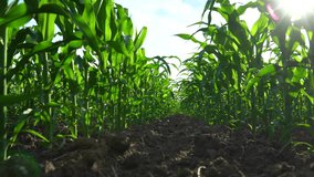 Beautiful rows of corn field. A corn field at the stage of ripening. Corn plants. Beautiful corn video. 4k video