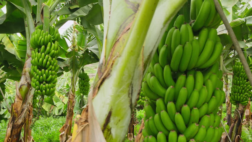 Lots of green bananas growing on trees in banana plantations on Tenerife island, Spain. Green tropical banana leaves and fruits on banana plantation. Agriculture and banana production concept Royalty-Free Stock Footage #1108174341