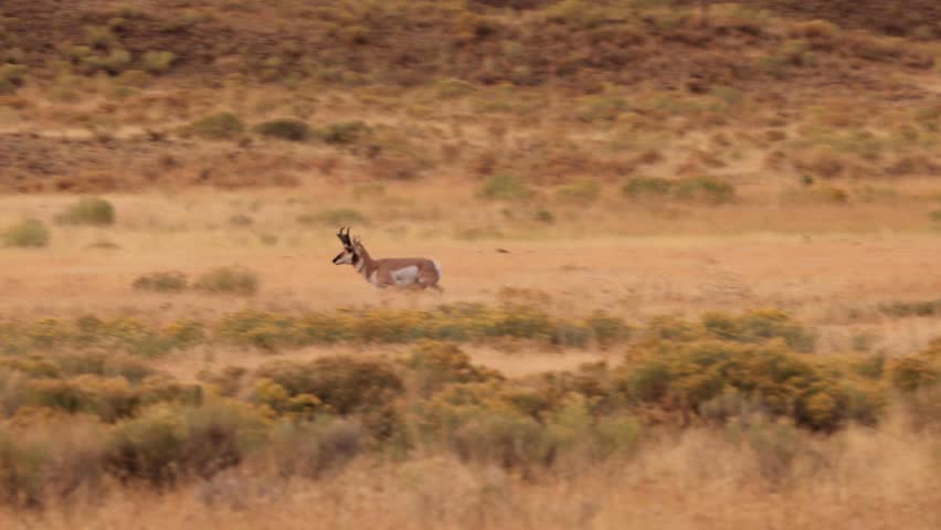 Pronghorn in Yellowstone National Park in Wyoming