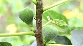 4K HD video zooming in on figs ripening on the tree, surrounded by green leaves. Figs can be eaten fresh or dried, or processed into jam, rolls, biscuits and other types of desserts.
