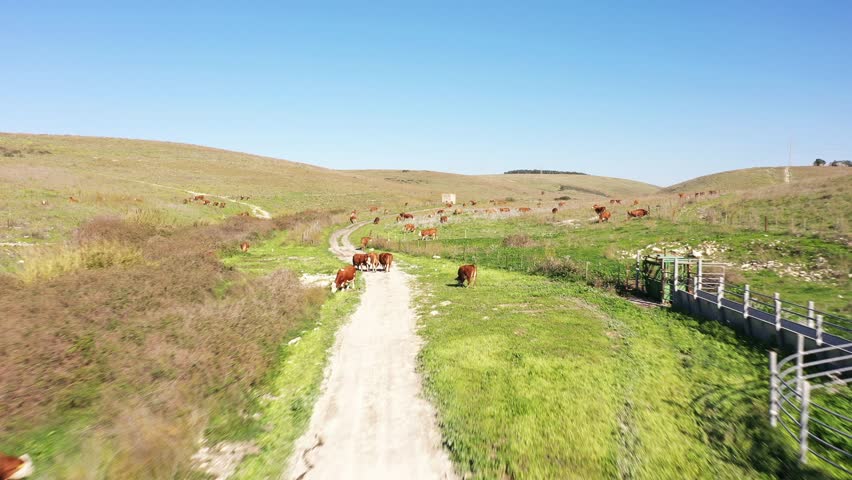 Aerial view of a cattle herder in the north of the Golan Heights, Israel Royalty-Free Stock Footage #1108180903
