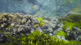 Algae in the Atlantic ocean below water surface, natural underwater seascape, Spain, Galicia, Rias Baixas