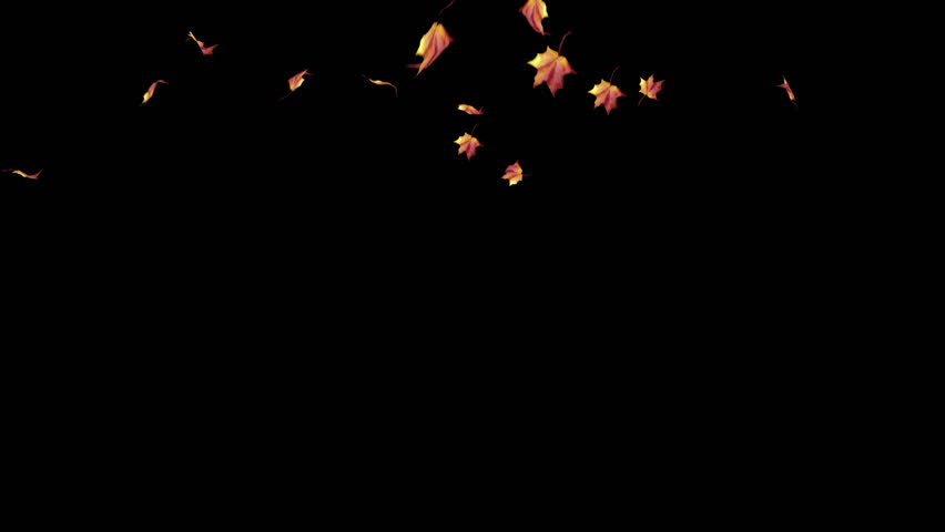 Highly detailed 30 FPS 4k falling  Autumn Leafs ,Include alpha channel 
 can be used in various things:visual effects, motion graphics, logo reveals, etc Royalty-Free Stock Footage #1108186571