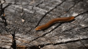 Millipede - Macro - Pest, Tree Parasite 