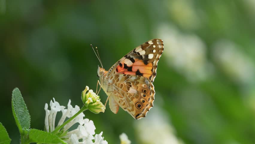 Painted ladies sucking nectar from white lantana flowers