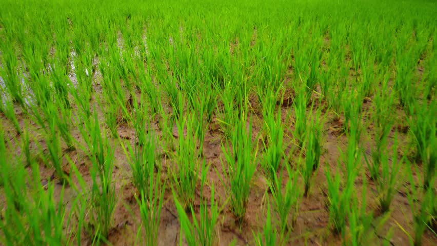 Cinematic drone view of paddy cultivation in India Asian paddy farming drone footage HD Royalty-Free Stock Footage #1108191891
