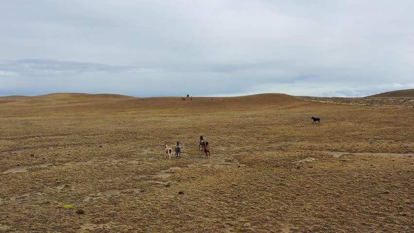wild horses running on the Patagonian steppe