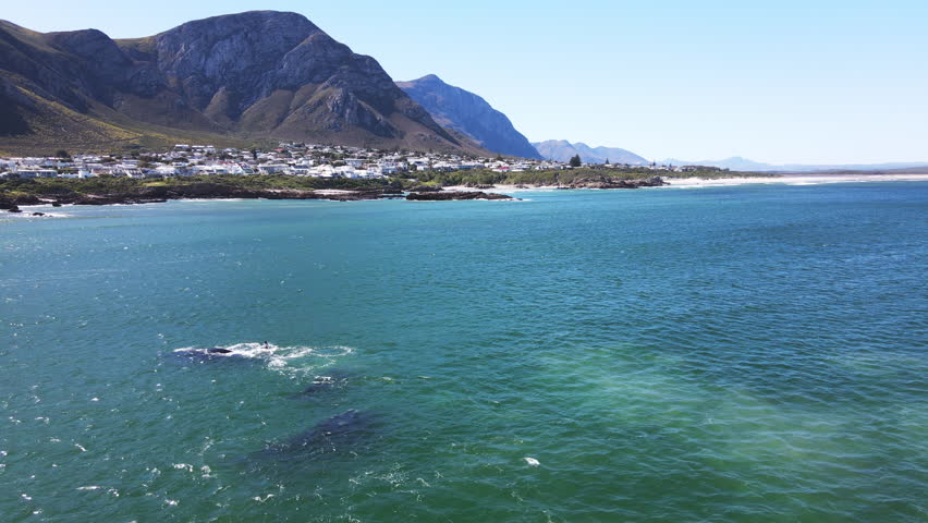 Right whales in Hermanus during whale season, annual migration. Aerial view Royalty-Free Stock Footage #1108195401