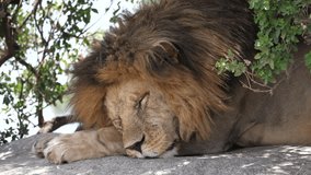 Lion sleeps on a Rock, Serengeti