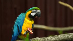 Video of Blue and yellow macaw