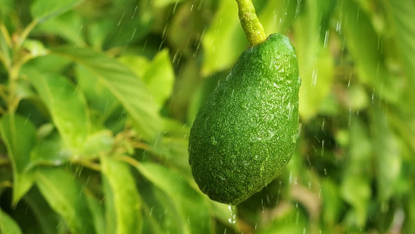 Avocado tree branch close up. cereals, vegetables, and citrus fruit cultivation in the Mediterranean coastal region of Turkey. production of avocados, irrigation, agriculture