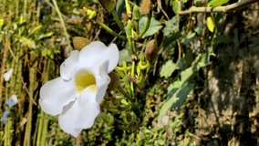 Close up shot of white colored flowers in the garden, White Thunbergia grandiflora. Garden ornamental plants - Slow motion
