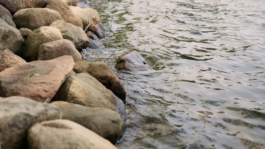Lakeshore closeup of water in a lake crashing against rocks