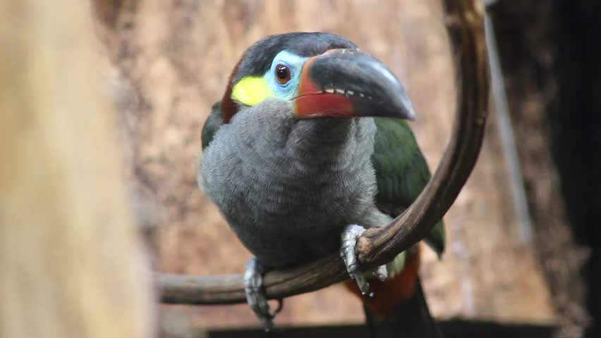 Guyana Toucanet Stock Video Footage 4k And Hd Video Clips Shutterstock