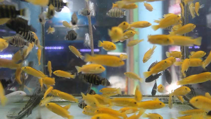 Many schools of Labidochromis caeruleus in aquariums are sold at the Splendid Malang animal market | Shutterstock HD Video #1108212049