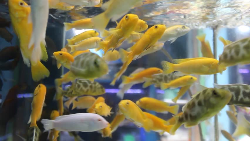 Many schools of Labidochromis caeruleus in aquariums are sold at the Splendid Malang animal market | Shutterstock HD Video #1108212051