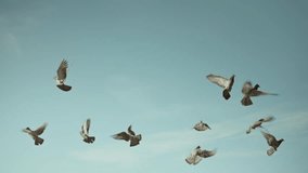 A flock of pigeons flying in the blue sky. - Powered by Shutterstock - Get 15% off with code: PIKWIZARD15