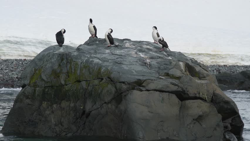 antarctic penguins, wildlife, on the ocean