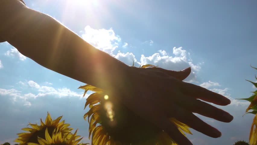 eco agriculture environmental protection. farmer hand touches pouring sunflower plants low on black soil. farmer hand checks the crop in agriculture. planet protect concept. Royalty-Free Stock Footage #1108218013