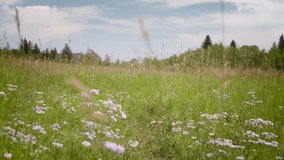 Embark on a visual journey as the camera gracefully glides through a picturesque field of wildflowers and tall grass.