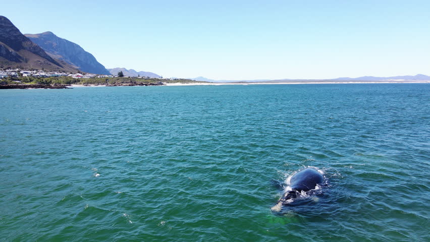 Southern Right whales frolics in Walker Bay Hermanus, annual whale season. Drone Royalty-Free Stock Footage #1108221831