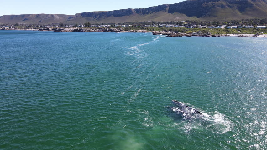 Wide aerial view of Southern Right whale mating group kicking up sediment off Hermanus coastline, annual migration of Eubalaena australis Royalty-Free Stock Footage #1108221889