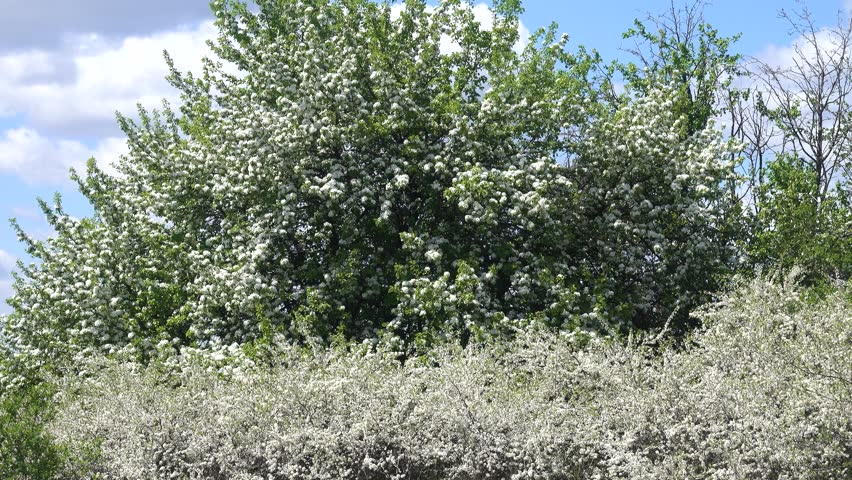 Blackthorn (Prunus spinosa) thornbush. Blooming wild apple tree in the background. Plot of forest-steppe, blooming wild fruit trees. Type of biocenosis close to natural, primal steppe.  Royalty-Free Stock Footage #1108223751
